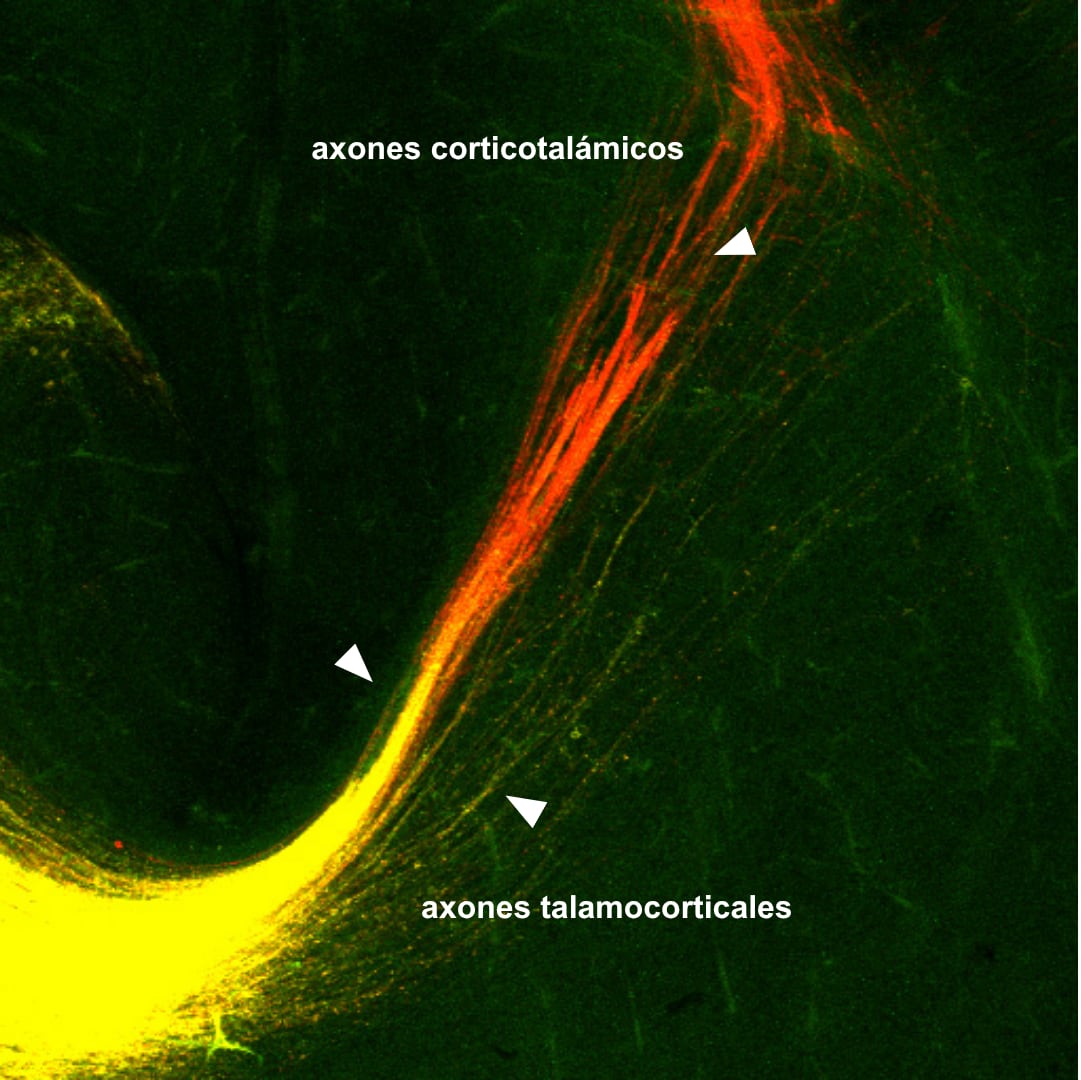 Haces rojos y verde-amarillos próximos entre sí, identificados como axones corticotalámicos y talamocorticales mediante rótulos y puntas de flecha.
